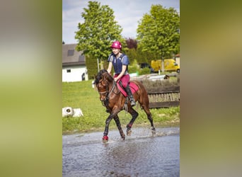 Purosangue arabo, Stallone, 9 Anni, 154 cm, Baio