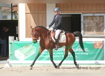 Purosangue arabo, Stallone, 9 Anni, 154 cm, Baio