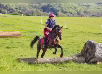 Purosangue arabo, Stallone, 9 Anni, 154 cm, Baio
