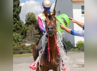 Purosangue arabo, Stallone, 16 Anni, 158 cm, Baio