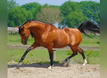 Purosangue arabo, Stallone, 13 Anni, 155 cm, Baio