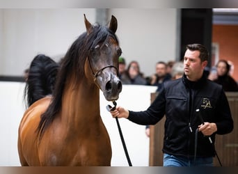 Purosangue arabo, Stallone, 13 Anni, 162 cm, Baio