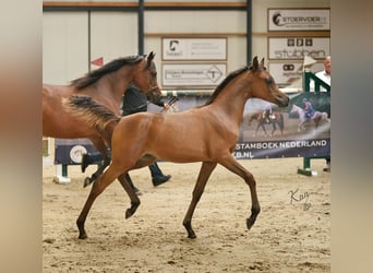 Purosangue arabo, Stallone, 10 Anni, 163 cm, Baio