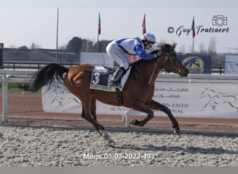 Purosangue arabo, Stallone, 16 Anni, 160 cm, Baio