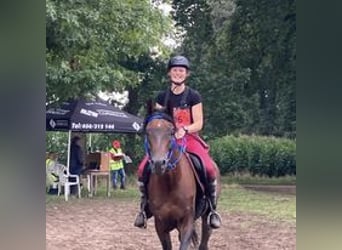 Purosangue arabo, Stallone, 16 Anni, 160 cm, Baio