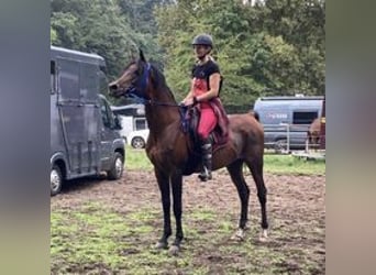 Purosangue arabo, Stallone, 16 Anni, 160 cm, Baio