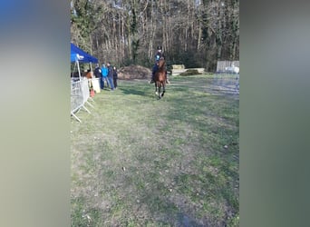 Purosangue arabo, Stallone, 16 Anni, 160 cm, Baio