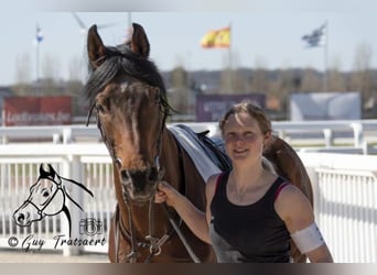 Purosangue arabo, Stallone, 16 Anni, 160 cm, Baio