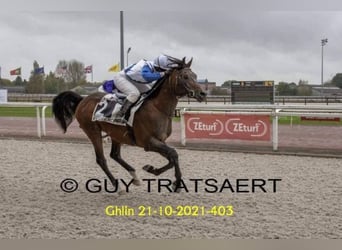 Purosangue arabo, Stallone, 16 Anni, 160 cm, Baio