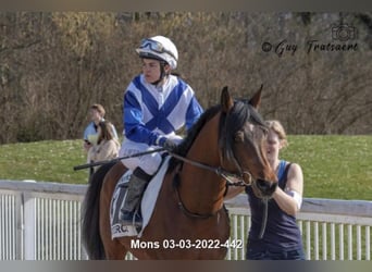 Purosangue arabo, Stallone, 16 Anni, 160 cm, Baio