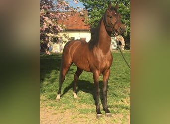Purosangue arabo, Stallone, 16 Anni, 160 cm, Baio