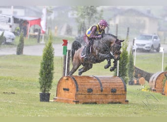 Purosangue arabo, Stallone, 21 Anni, 145 cm, Baio scuro