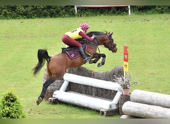 Purosangue arabo, Stallone, 21 Anni, 145 cm, Baio scuro