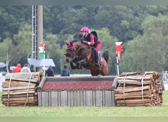 Purosangue arabo, Stallone, 21 Anni, 145 cm, Baio scuro