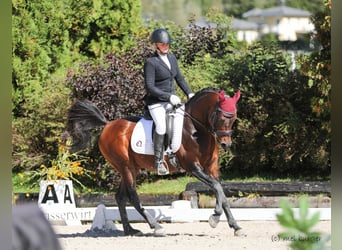 Purosangue arabo, Stallone, 21 Anni, 145 cm, Baio scuro