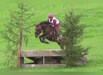 Purosangue arabo, Stallone, 21 Anni, 145 cm, Baio scuro