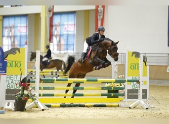 Purosangue arabo, Stallone, 21 Anni, 145 cm, Baio scuro