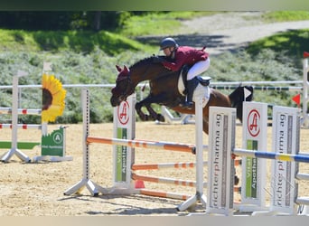 Purosangue arabo, Stallone, 21 Anni, 145 cm, Baio scuro