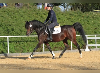 Purosangue arabo, Stallone, 10 Anni, 152 cm, Baio scuro