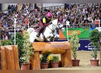 Purosangue arabo, Stallone, 21 Anni, 153 cm, Grigio