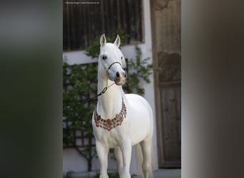 Purosangue arabo, Stallone, 15 Anni, 149 cm, Grigio