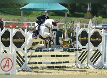 Purosangue arabo, Stallone, 15 Anni, 149 cm, Grigio