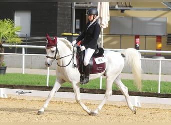 Purosangue arabo, Stallone, 15 Anni, 149 cm, Grigio