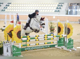 Purosangue arabo, Stallone, 15 Anni, 149 cm, Grigio