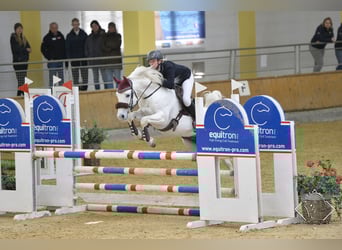 Purosangue arabo, Stallone, 15 Anni, 149 cm, Grigio