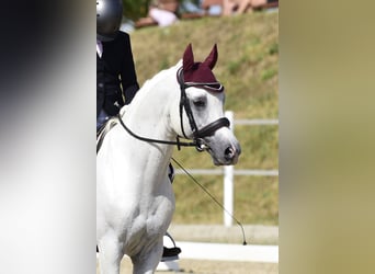 Purosangue arabo, Stallone, 15 Anni, 149 cm, Grigio