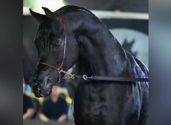 Purosangue arabo, Stallone, 8 Anni, Morello