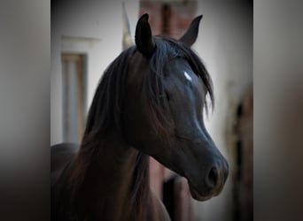 Purosangue arabo, Stallone, 3 Anni, 158 cm, Morello