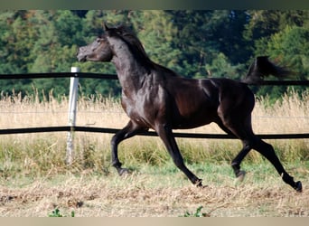 Purosangue arabo, Stallone, 3 Anni, 158 cm, Morello