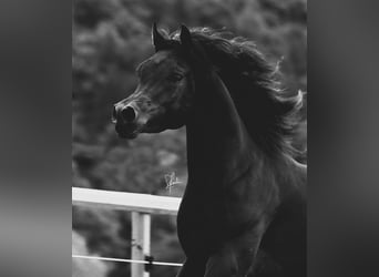 Purosangue arabo, Stallone, 3 Anni, 158 cm, Morello