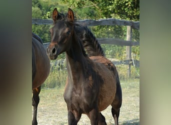 Purosangue arabo, Stallone, , 153 cm, Baio scuro