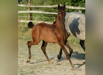 Purosangue arabo, Stallone, , 153 cm, Grigio