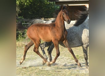 Purosangue arabo, Stallone, , 153 cm, Grigio