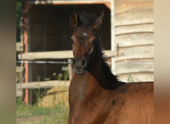 Purosangue arabo, Stallone, , 153 cm, Grigio