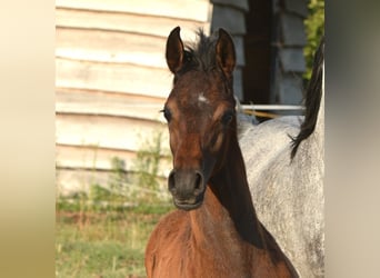 Purosangue arabo, Stallone, , 153 cm, Grigio
