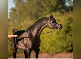 Purosangue arabo, Stallone, Puledri (04/2024), 154 cm, Baio