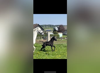 Purosangue arabo, Stallone, Puledri
 (01/2023), 154 cm, Grigio ferro