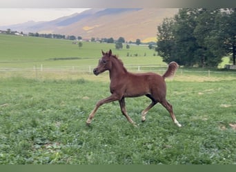 Purosangue arabo, Stallone, , 154 cm, Grigio trotinato
