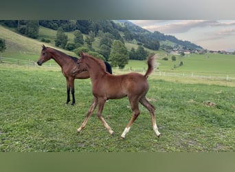 Purosangue arabo, Stallone, , 154 cm, Grigio trotinato