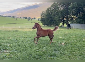 Purosangue arabo, Stallone, , 154 cm, Grigio trotinato