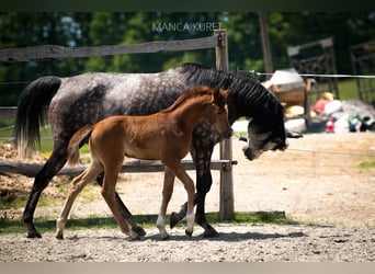 Purosangue arabo, Stallone, Puledri
 (04/2023), 155 cm, Grigio