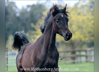Purosangue arabo, Stallone, , 155 cm, Grigio ferro