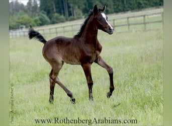 Purosangue arabo, Stallone, , 155 cm, Grigio ferro