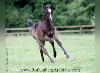 Purosangue arabo, Stallone, , 155 cm, Grigio ferro