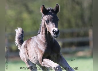 Purosangue arabo, Stallone, , 155 cm, Morello