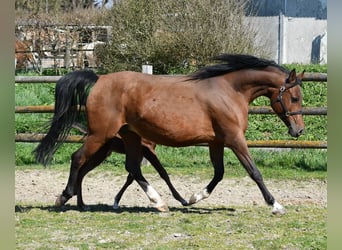 Purosangue arabo, Stallone, Puledri (03/2026), 156 cm, Baio